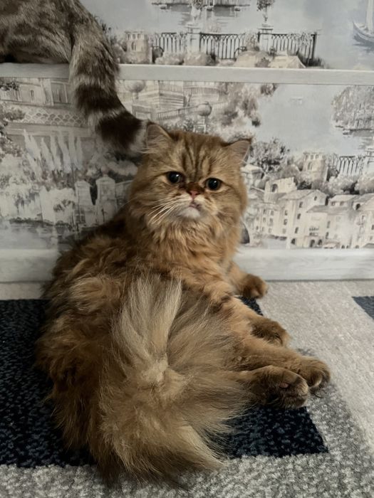 Шикарный кот готов к вязке