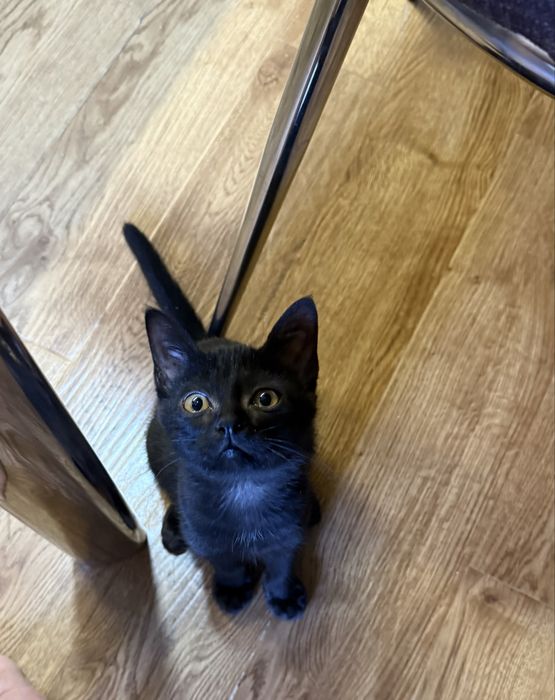 Котик около 3х м5сяцев