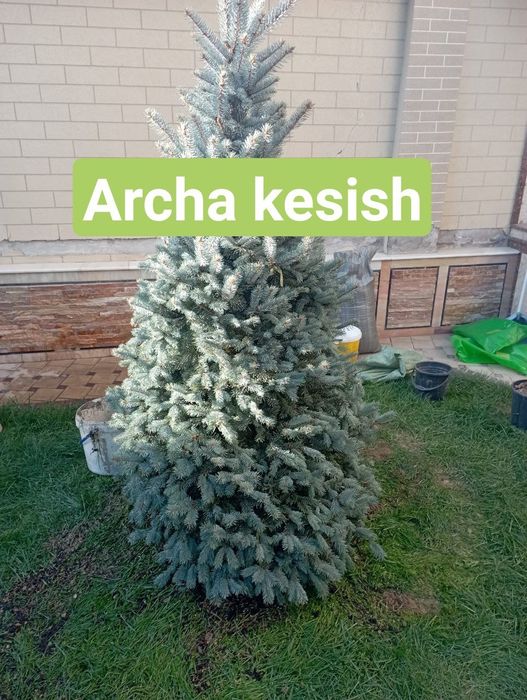 Archa kesish dorilash xizmati