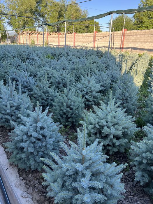 Голубая крымская Ель