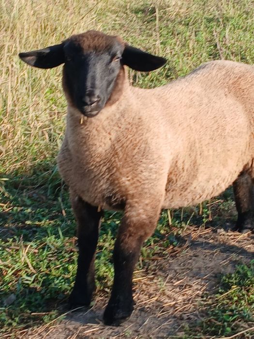 Berbec tanar Suffolk