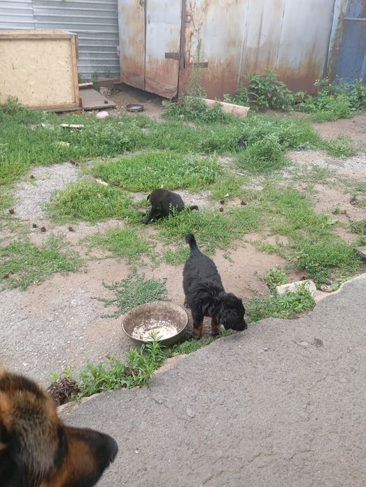 Отдам в добрые руки
