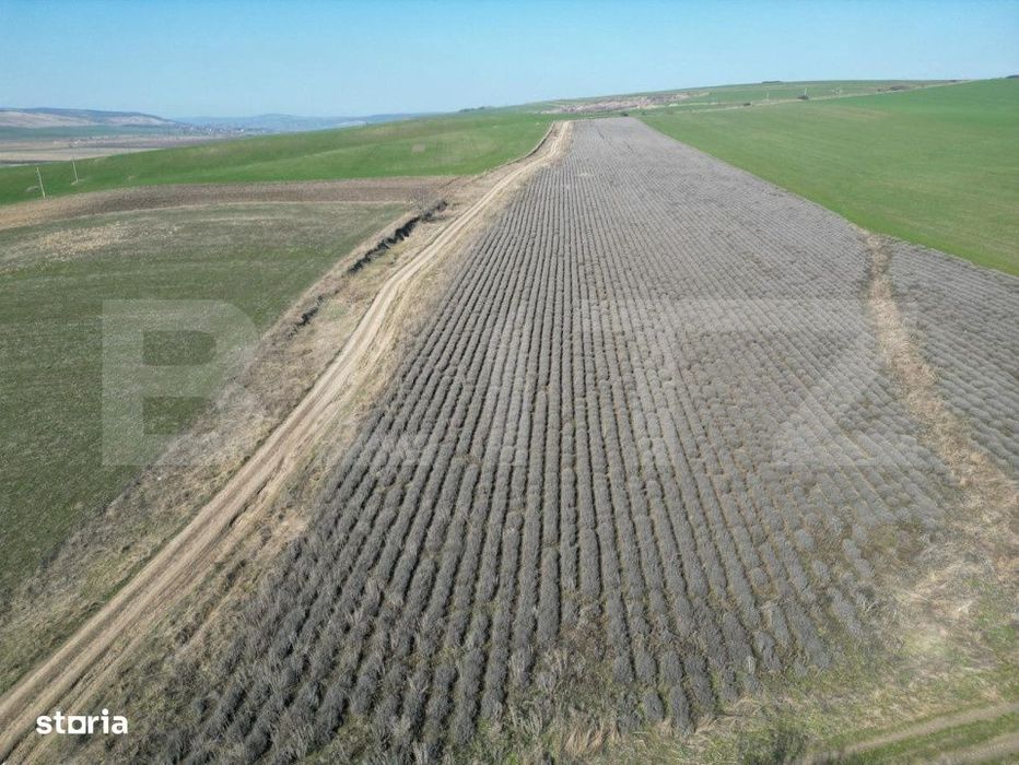 Teren de 4.5ha pretabil pentru panouri fotovoltaice, Dobrovat
