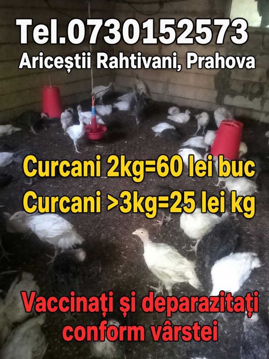 Curcani de la 3-15kg cu livrare gratuită în Otopeni ,Buftea, Prahova