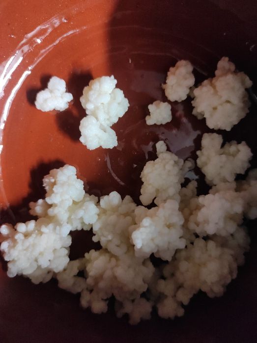 Ciuperca tibetana Tibet kefir lapte super bio