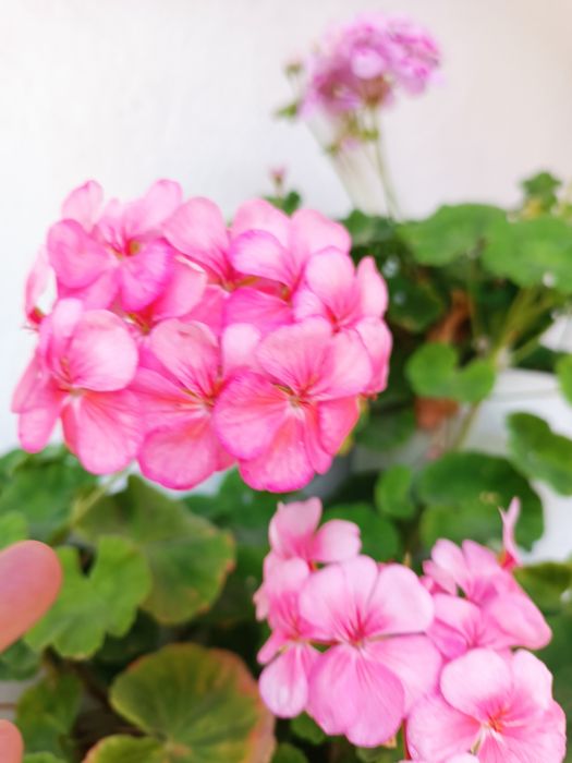 Продам герань, разноцветную