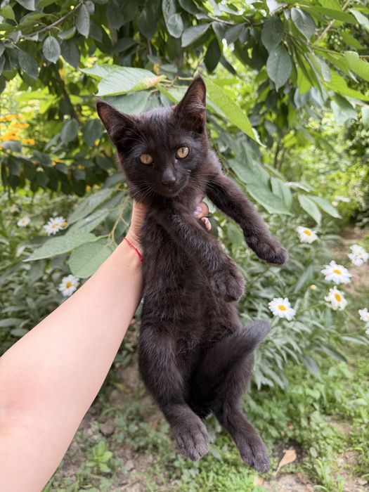 котята бесплатно, домашние