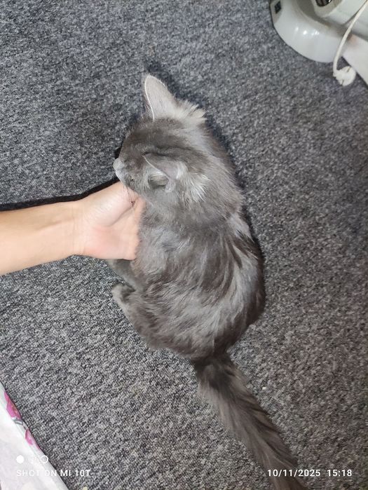 Onlayn devorga qarshi porno tomosha qiling