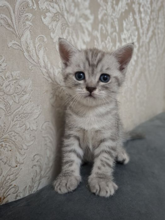 Продаётся шотландский  котёнок мальчик
Очень