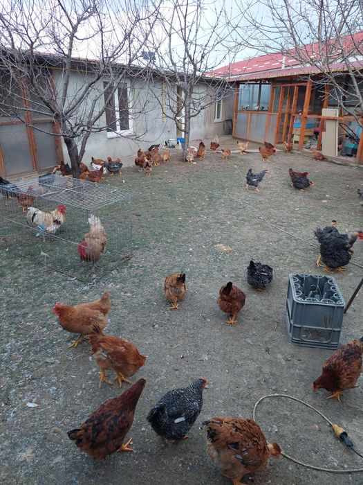 Gaini  și puicute de țară