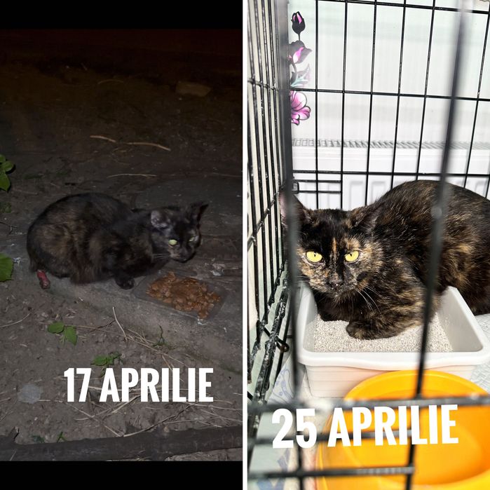 Urgent foster sau Adoptie 2 pisici adulte București