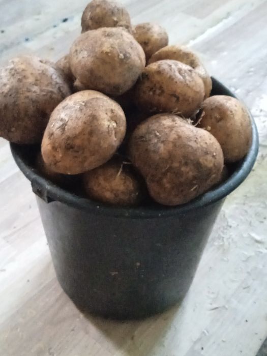 Продам картошку идовую