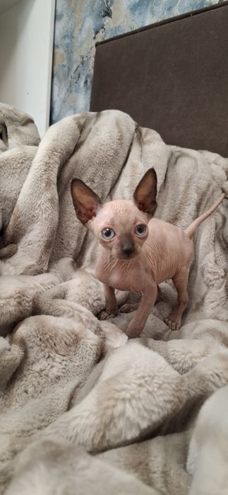 Котята донского сфинкса мальчики