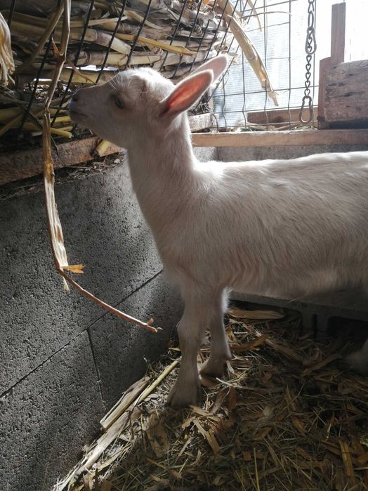 Iezi de vănzare la Diosig