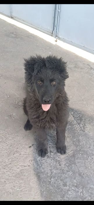 Продаётся щенок Немецкой Овчарки.