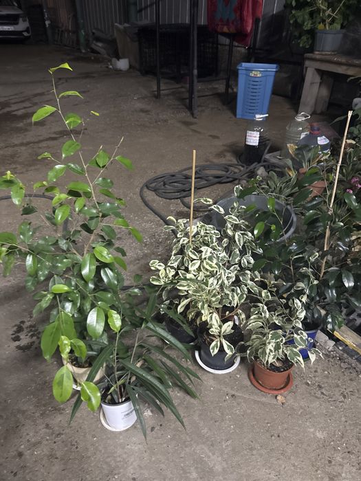 Фикусы разные продам