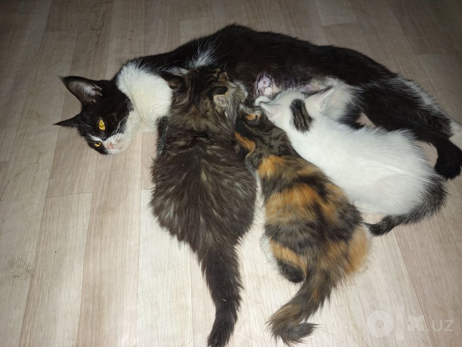 Продаются котята отдам в добрые руки