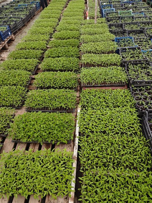 Дребен разсад за пикиране