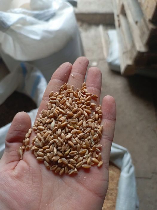 Бидай /Пщеница 45кг