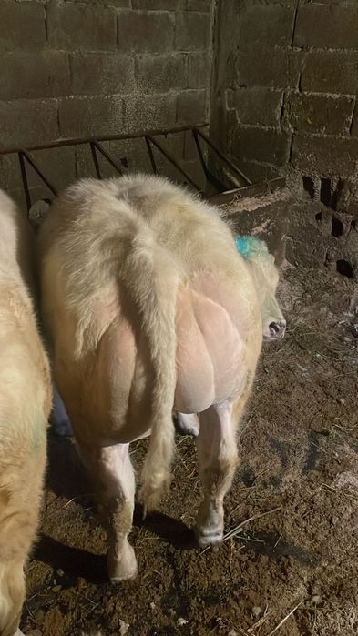 Viței cu o medie de 300 kg !