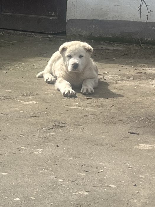 Продается Элитный щенок кобель