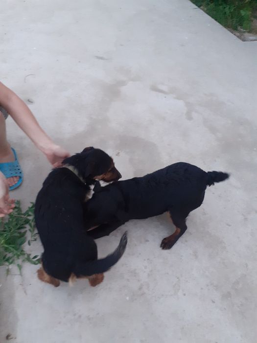 Кобель ягдтерьер вязка