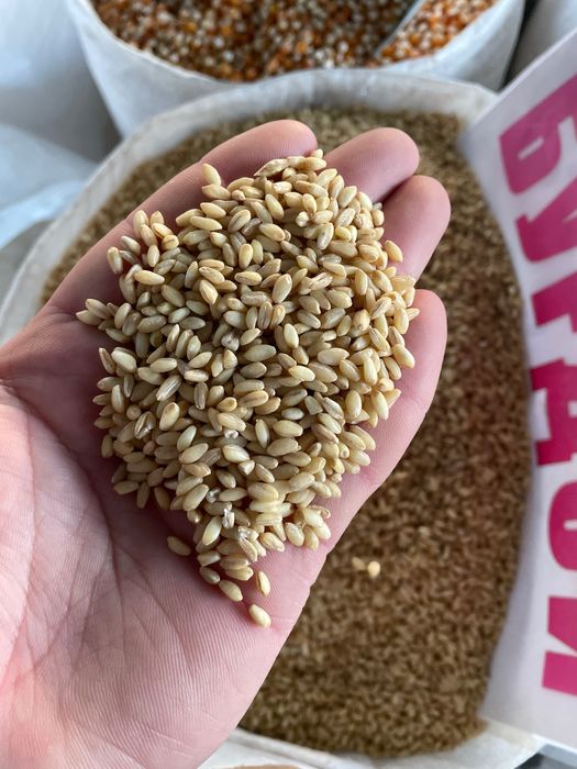 halim bugdoyi sifatli