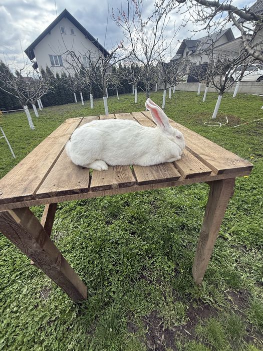 Vând californian , uriaș belgian,rex mediu