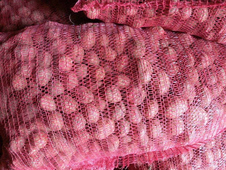 Cartofi de sămânță și animale