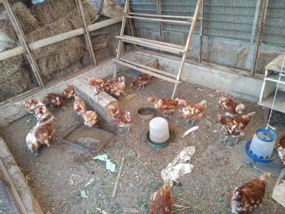 продам куриц несушек