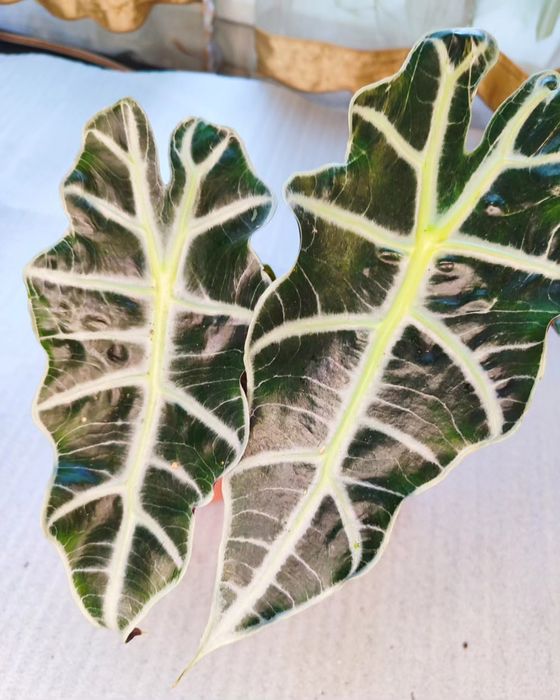 Комнатные растения в ассортименте