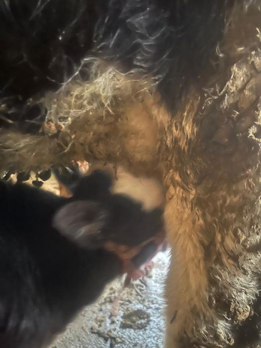 Сыйыр бузауымен сатылады