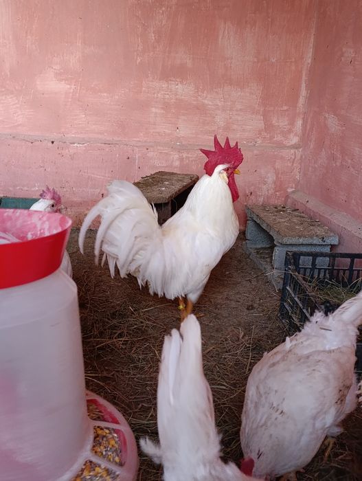 Ouă incubat leghorn alb