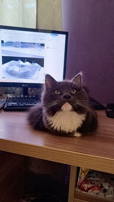 Передержка ваших котиков