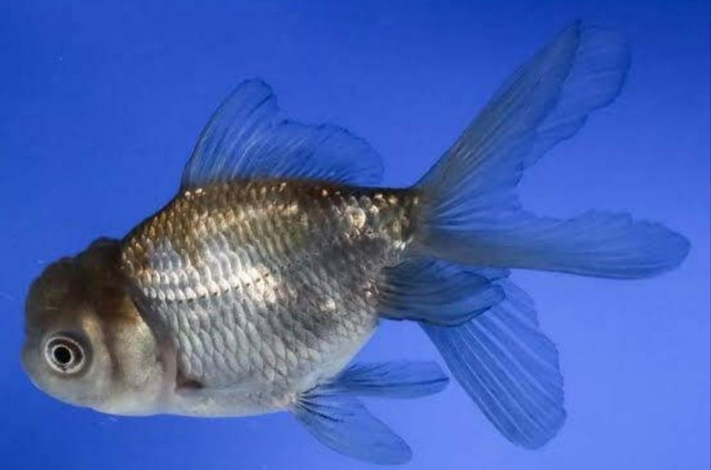 Oranda baliqlari tillarang chiroyli õrta hajmlarda