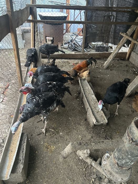 Ундук ( Үндік ] сатылады 7 шт