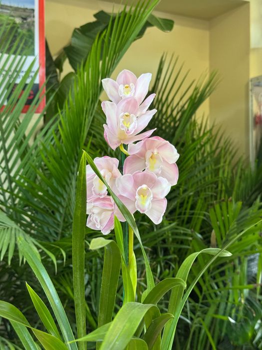 Цимбидиум. Орхидея