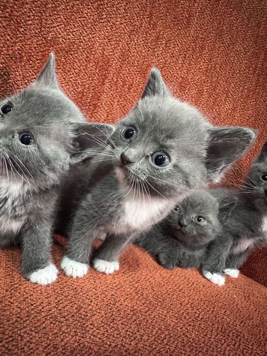 Отдам ДАРОМ котят