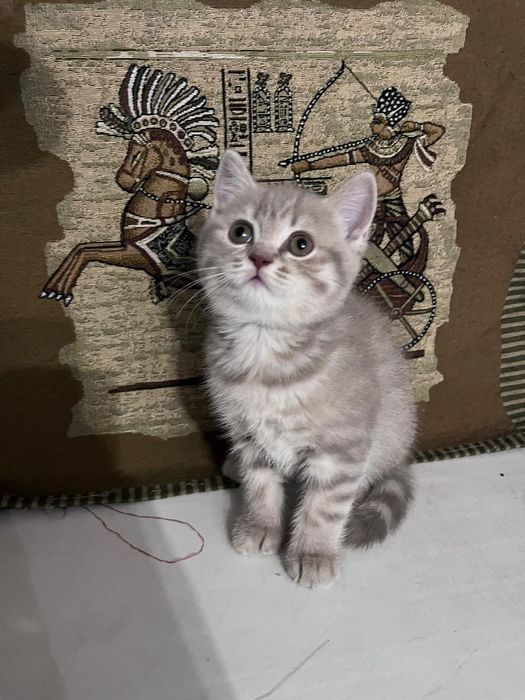 Продается Котёнок девочка скотиш страйт