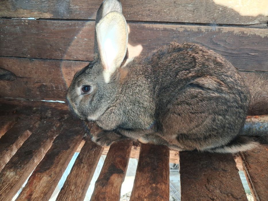 Продавам женски зайци!