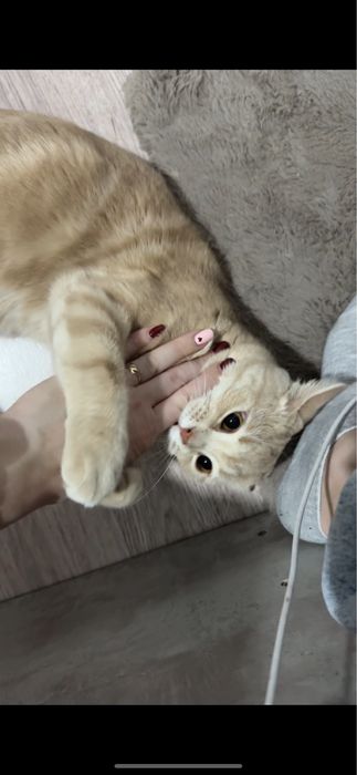 Продаётся шотландский кот (скоттиш страйт)