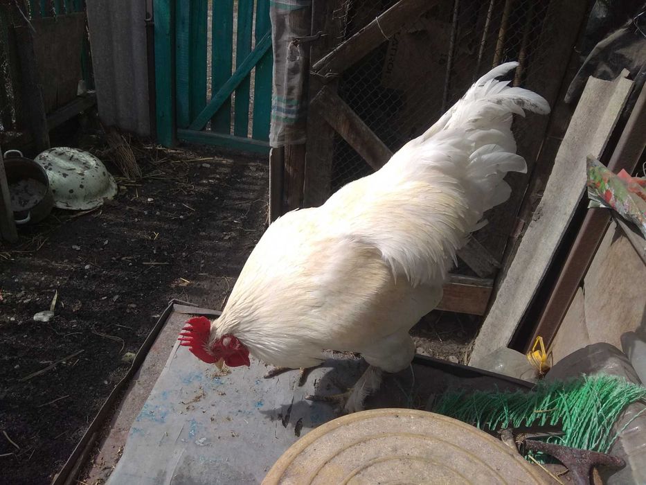 Продам молодого петуха