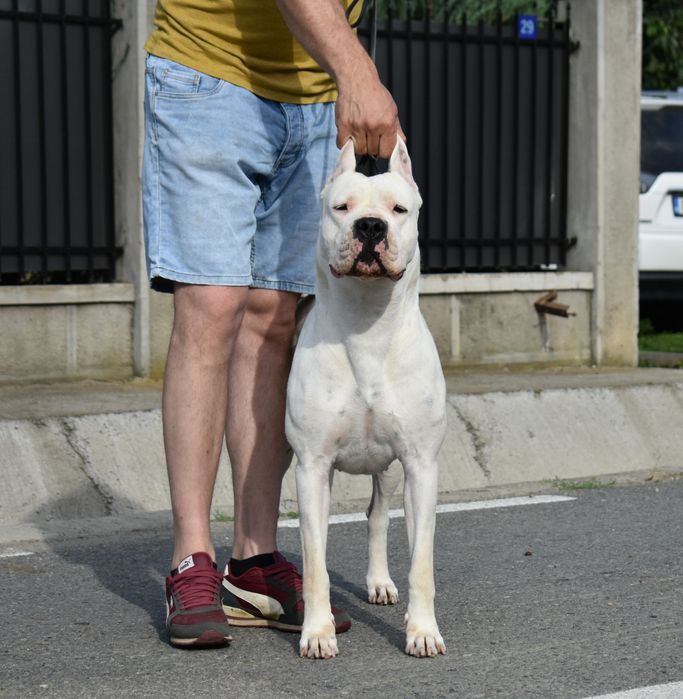 Dogo argentino/Dog argentinian