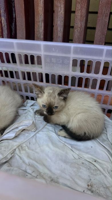 Отдам котят в добрые руки