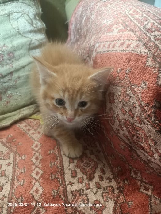 Отдам в добрые руки.