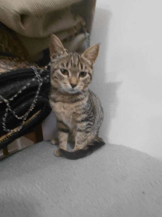 Подарявам котеее