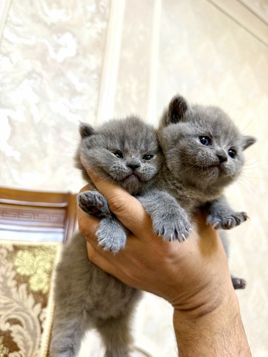 Британские котята премиум-класса