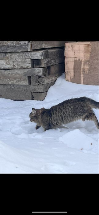 Отдам в добрые руки