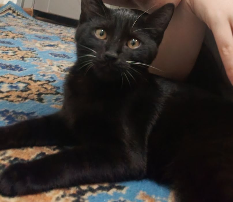 Срочно котёнку нужен новый дом