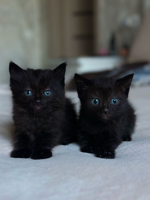 Дарю котят в хорошие руки